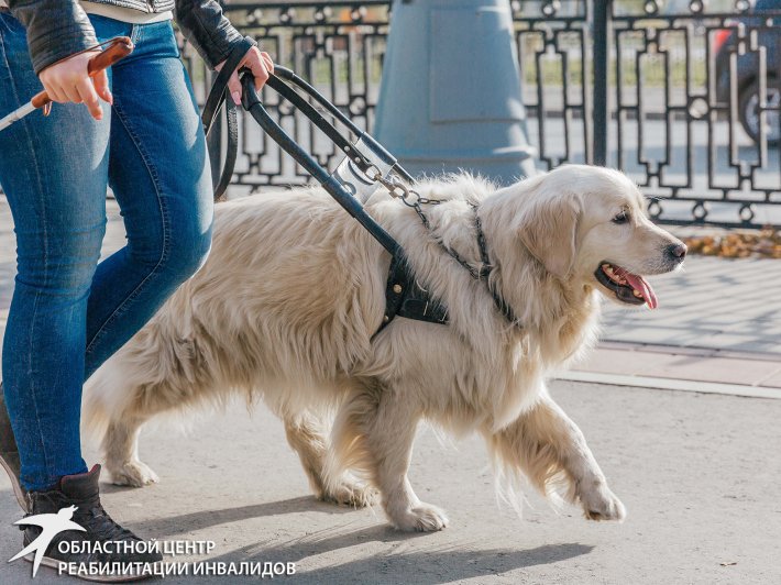 В Екатеринбурге стартует проект, посвященный собакам-проводникам