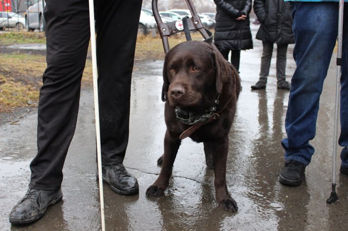 Уральцы помогли спасти инвалиду по зрению его собаку-проводника