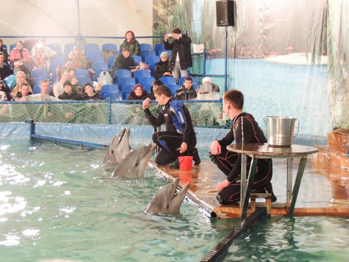 Удивительная экскурсия в дельфинарий